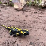 Dážďovky v salamandre